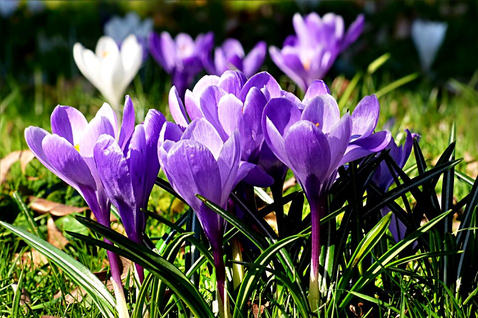 Crocus violet spring