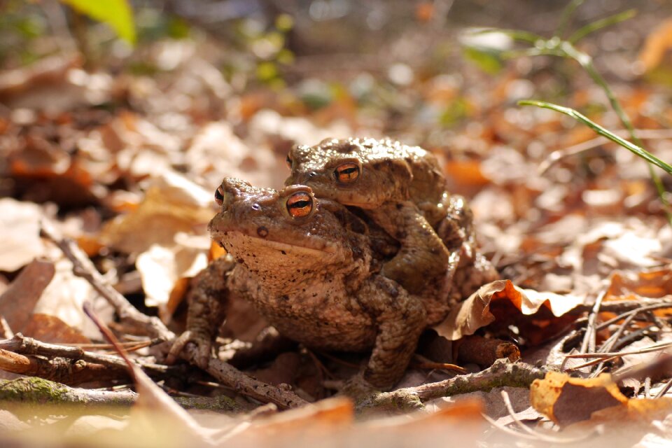 Amphibians forest floor common toad