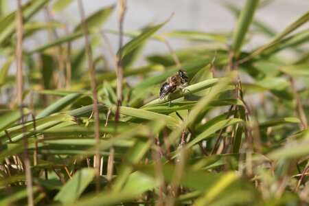 Garden nature green