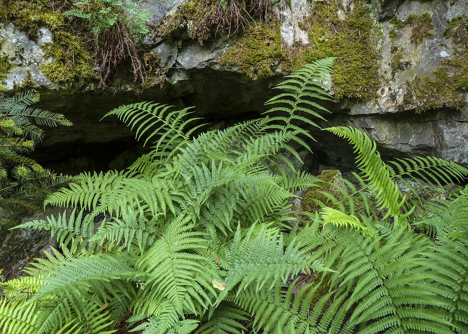 Leaf nature wild plant