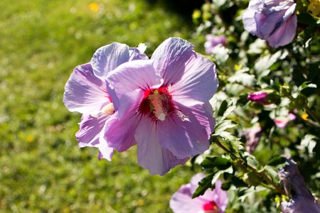 Hibiscus althea macro photo