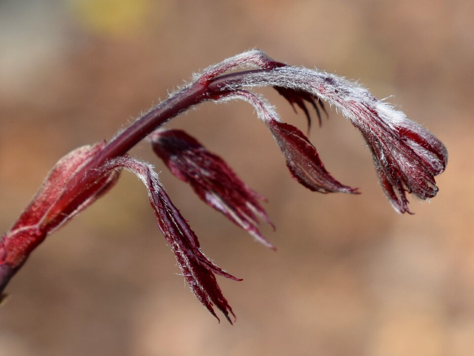 New leaves tree plant