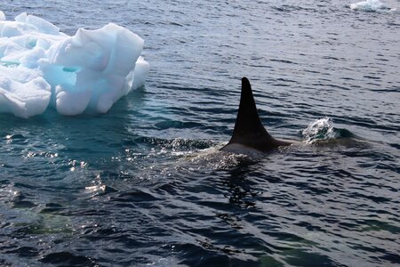 Cold antarctica killer whale