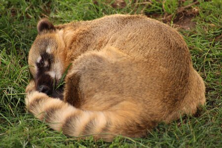 Zoo bear cute