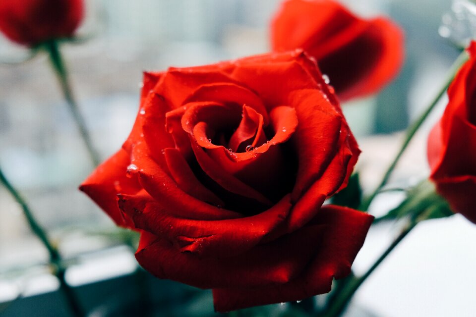 Color red rose