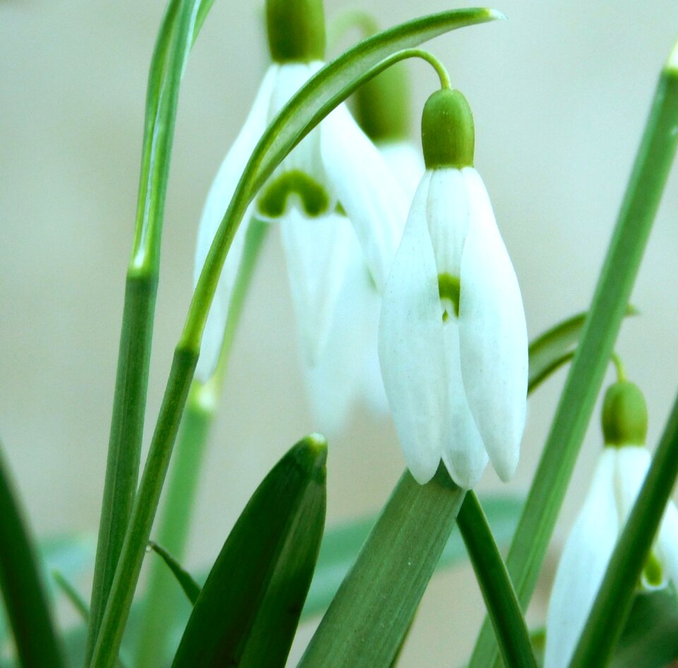 End of winter flowers white flowers