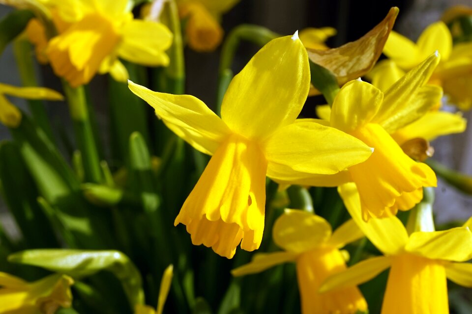 Flower yellow flower public record