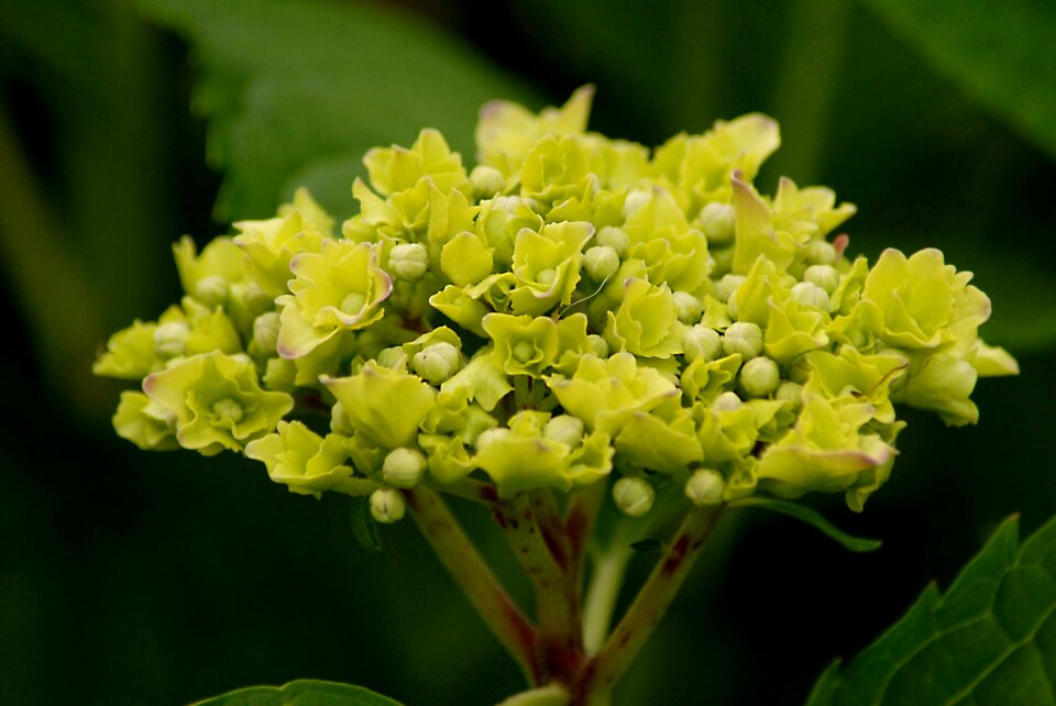 Buds gold garden