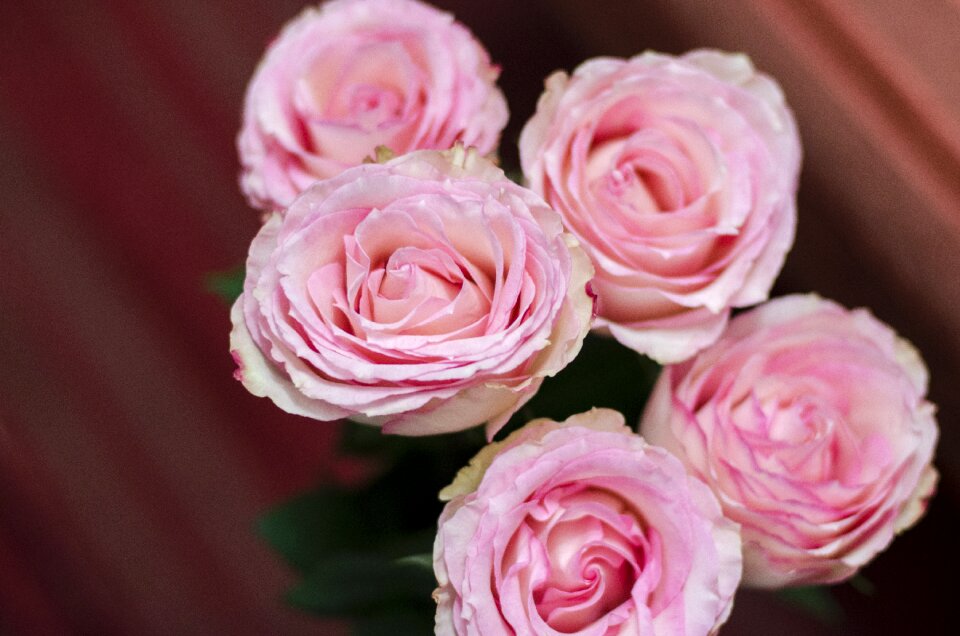 Pink flowers tender rose