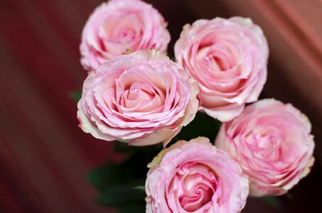 Pink flowers tender rose