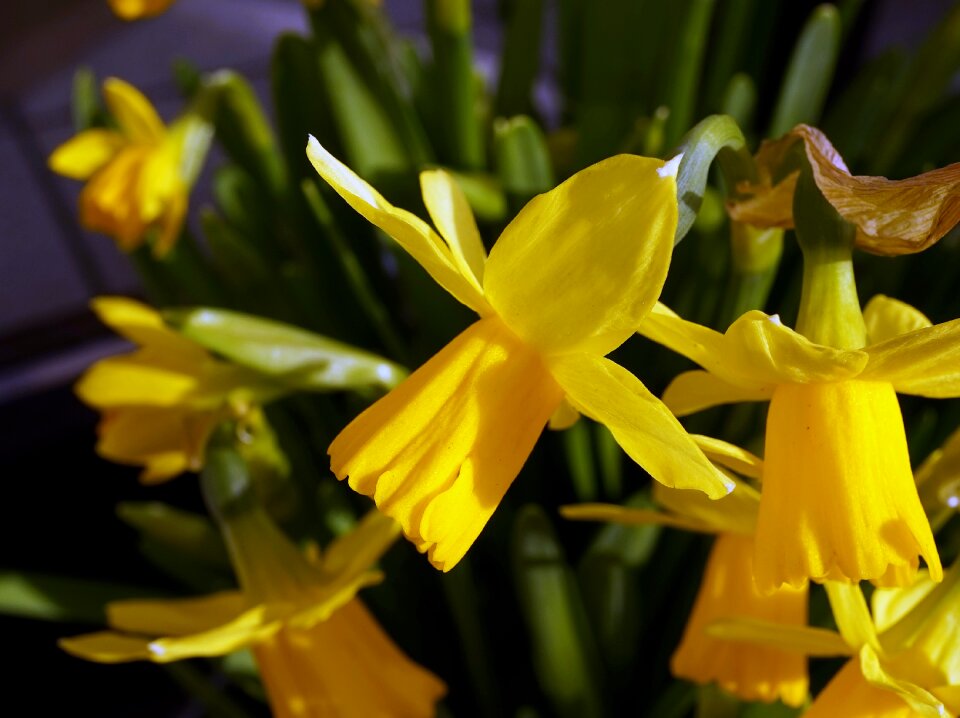 Flower yellow flower public record