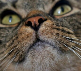 Feline eyes nose
