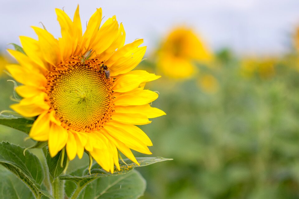 Flower of sunflower nature flower