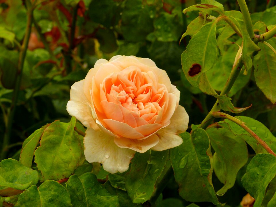 Flower garden roses orange