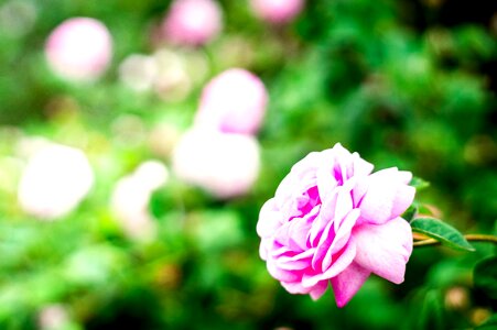 Floral blossom petal photo