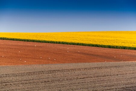 Yellow field nature