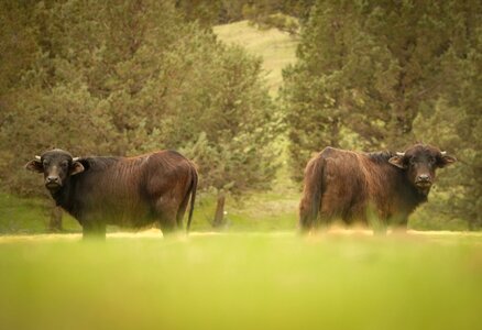 Nature wild wildlife
