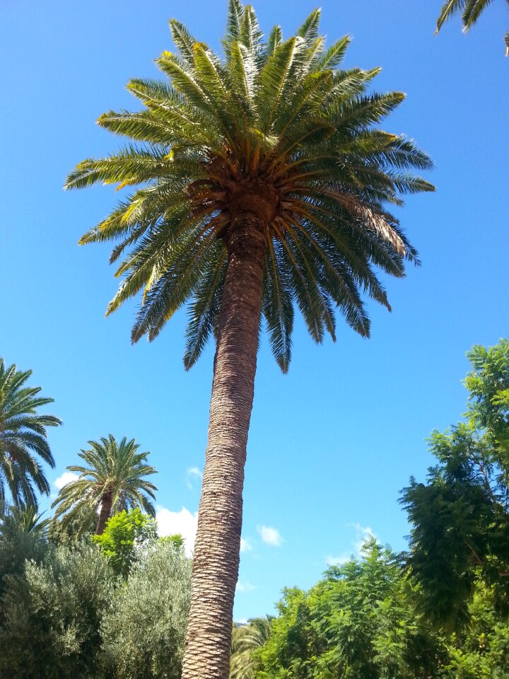 Palm maspalomas gran canaria