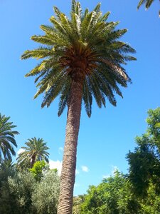 Palm maspalomas gran canaria