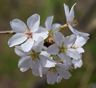 Tree blossom flower