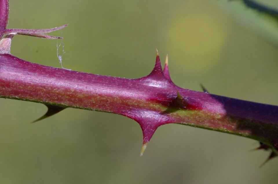 Plant nature branch