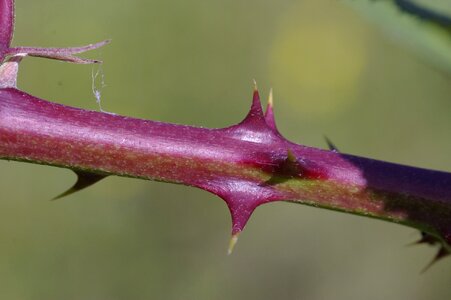 Plant nature branch