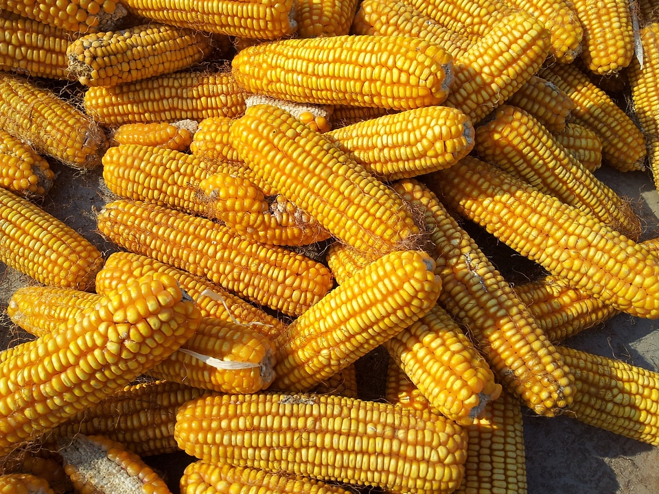 Fall food healthy