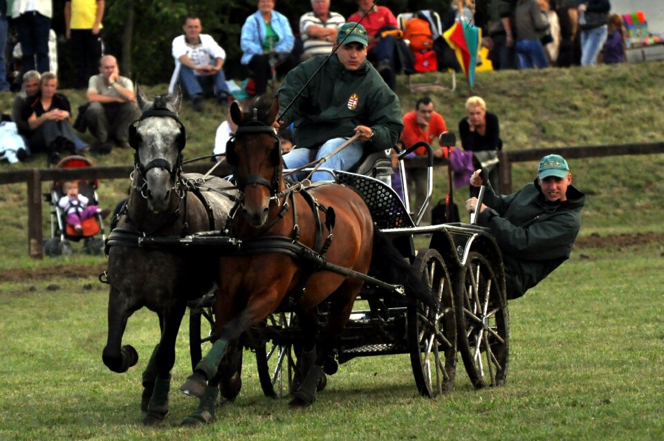 Gallop animals tradition