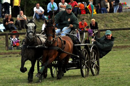 Gallop animals tradition