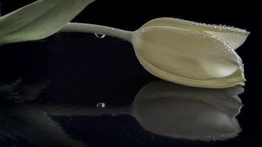 Still life water drops