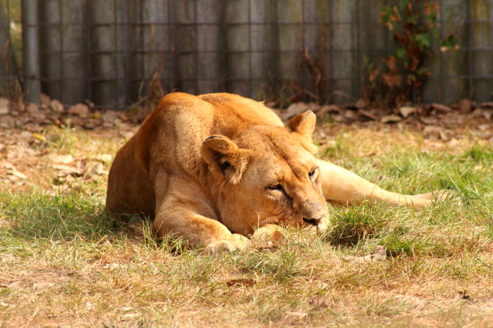 Lion big cat Free photos