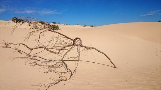 Nature desert canary islands