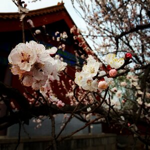 Flower plum blossom spring