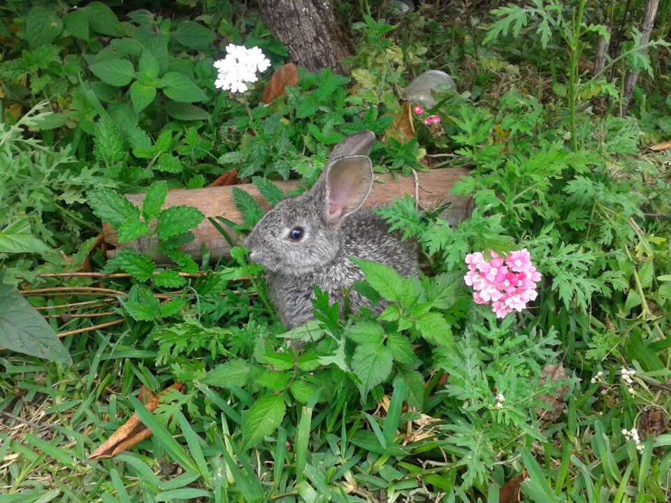 Natura nature garden