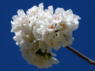 Bloom spring knob flowers photo