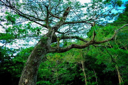 Environment forest landscape photo