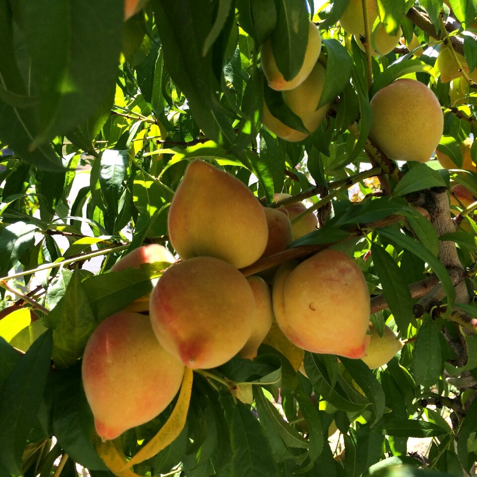 Peach tree fruit tree