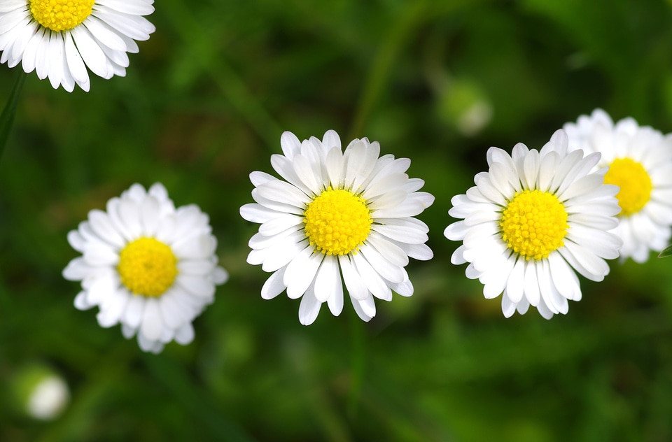 Composites harbinger of spring white
