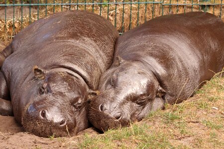 Zoo hippopotamus rest photo