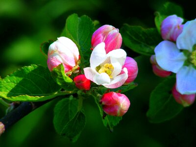 Blossom bloom spring