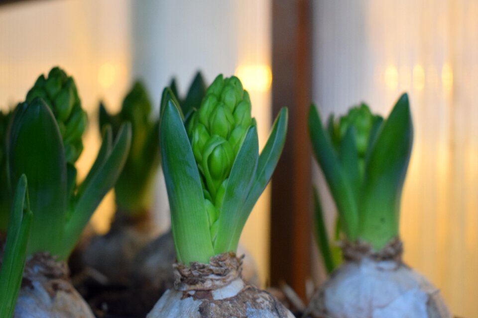 Growth plants green