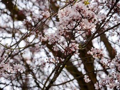 White blood plum cherry plum photo