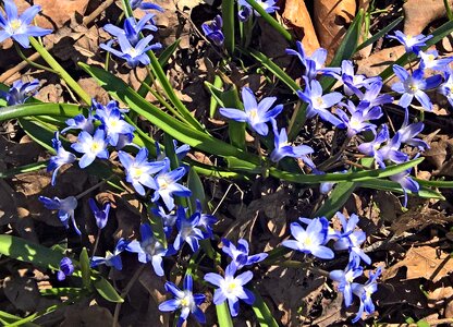 Many flowers star blue