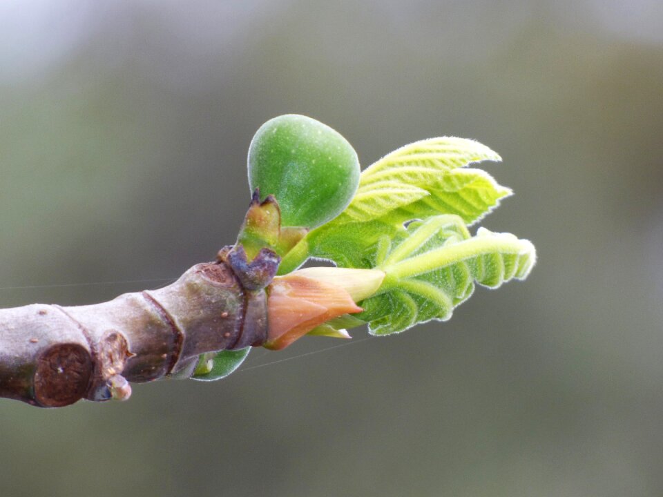 Spring fig tender leaves