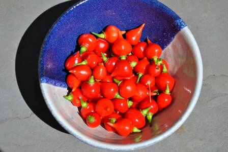 Red spicy seasoning photo