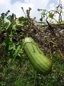 Organic agriculture fresh