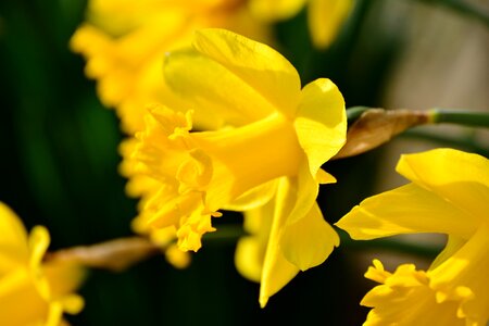 Narcissus pseudonarcissus easter spring flowers photo