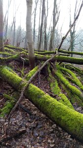 Trees forest nature