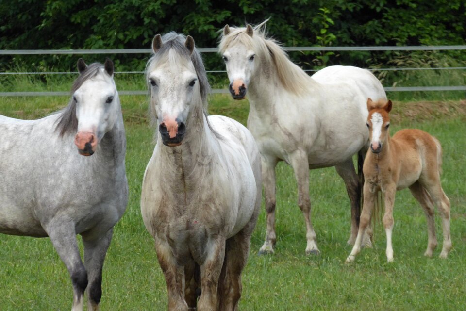 Curious animals mare