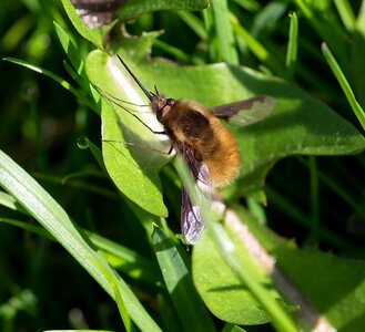 Insect spring bombylius major